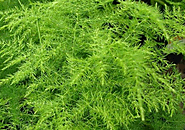 Asparagus Fern Archives | OSERA