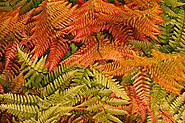 Autumn Fern Archives | OSERA