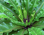 Birds Nest Fern Archives | OSERA