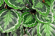 Calathea Archives | OSERA