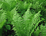 Ostrich Fern Archives | OSERA