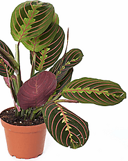 Prayer Plant Archives | OSERA