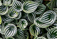 Watermelon Peperomia Archives | OSERA