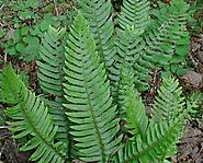 Western Sword Fern Archives | OSERA