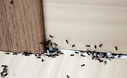 Home Pest Control Services in Fairfax VA