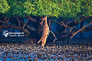 Sundarbans Safari Tour Package | Bangladesh Scenic Tours