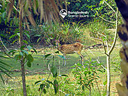 A tiny deer in Sundarbans