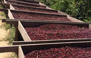 Home | Sightglass Coffee