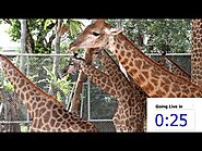 Giraffes 8.03 Showcaster ,one minute Countdown timer for live Broadcasts