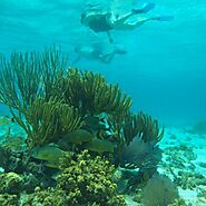 Explore our Half Day Reef Fishing Charters in the Cayman Islands