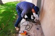 Hire Pest Control Solutions to Get Rid of Pests and Termites