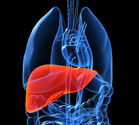 Transplant Counsellor | Liver Transplant in India