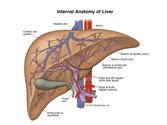 Cost of Liver Transplantation in India | Liver Transplant Surgery