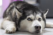 4 bệnh thường gặp ở chó Husky và cách chữa trị