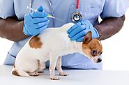 4 bệnh thường gặp ở chó Chihuahua và phương pháp phòng tránh