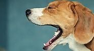 Các bệnh thường gặp ở chó Phú Quốc - dấu hiệu và cách chữa trị