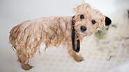 Cách tắm cho chó Poodle đúng cách và những chú ý