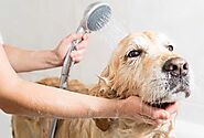Cách tắm cho chó và 3 loại sữa tắm cho chó hot nhất hiện nay