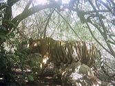 Chhattisgarh News: one tiger, three tigress and three cubs in kawardha