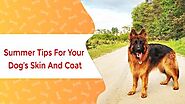 Summer Tips For Dog’s Skin And Coat