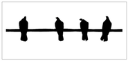 Air Squatters: 