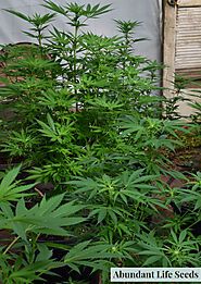 Marijuana plants growing in a greenhouse