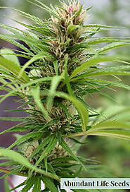 Pink hair cannabis plant