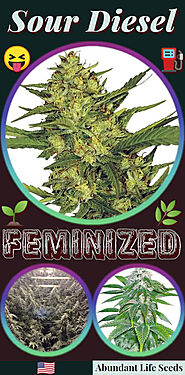Sour Diesel fem cannabis seeds for sale