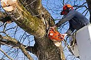 professional tree trimming services from Treezy