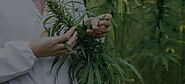 Making Marijuana Safe with Jeff Raber | Leafwell