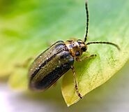 How to Get Rid of Elm Leaf Beetles Melbourne?