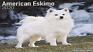 Miniature American Eskimo Dog 2020-dogbreeds %