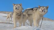 Greenland Dog 2020-dogbreeds