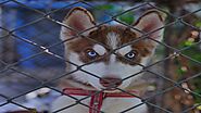 Best Dog Cages Escape Proof 2020-dogbreeds