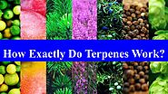 How Exactly Do Terpenes Work? by Nutura Wellness - Issuu