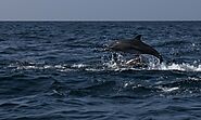 Dolphin & Whale Watching