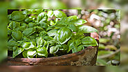 Basil & Tulsi Difference in Hindi-Benefits of Basil in Hindi – ArogyaOnline