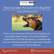 York Law Corp — Our Sacramento Dog Bite Attorney are here to help...