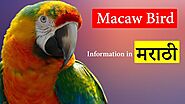 Biography of Macaw Bird in Marathi (मकाऊ पक्षी)