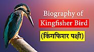 Biography of Kingfisher Bird (किंगफिशर पक्षी) | Biography in Marathi