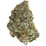 G-13 strain Online - Buy Medical Marijuana Online - MMjdispensary.org