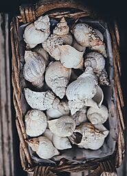 Collect seashells