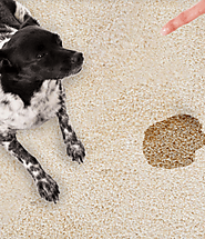 Reason for Choosing Top Carpet Cleaning Pet Stains in St Louis