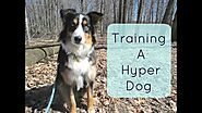 Training a Hyper Dog : Tips and Tricks for Training an Australian Shepherd