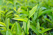 Tea tree essential oil-