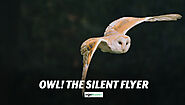 The Stealth Bird - Silent Flight of Owl Explained