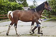 Horse Riding Lessons For Beginners And Experts