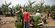 How many times and fertilizers are needed to fertilize bananas each year