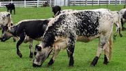 2014 - Cattle thieves rustle $1 million worth of livestock