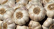 Garlic Farming Guide (2020)